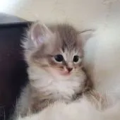 サイベリアン【愛知県・女の子・2022年2月3日・ブルータビー&ホワイト】の写真3