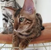 ベンガル【愛知県・男の子・2016年6月7日・ブラウンスポテッドタビー】の写真4