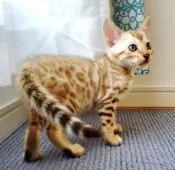 ベンガル【愛知県・男の子・2020年6月29日・シールミンクスポテッドタビー】の写真4