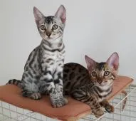 ベンガル【愛知県・男の子・2016年6月7日・ブラウンスポテッドタビー】の写真5