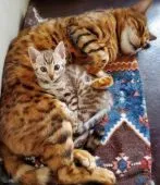 ベンガル【愛知県・女の子・2022年3月27日・シールミンクスポテッドタビー】の写真5「パパ猫ではないんですが💦仲良し❤️」