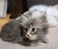 サイベリアン【愛知県・女の子・2025年2月9日・ブルータビー】の写真10