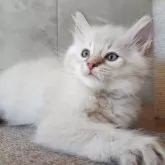 サイベリアン【愛知県・女の子・2025年9月16日・ブルーリンクスポイント&ホワイト】の写真10