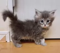 サイベリアン【愛知県・女の子・2025年2月9日・ブルータビー】の写真3