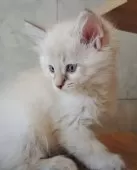 サイベリアン【愛知県・女の子・2025年9月16日・ブルーリンクスポイント&ホワイト】の写真11