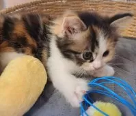 サイベリアン【愛知県・女の子・2025年8月12日・キャリコ】の写真5