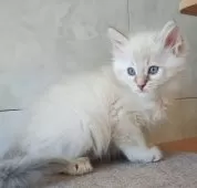 サイベリアン【愛知県・女の子・2025年9月16日・ブルーリンクスポイント&ホワイト】の写真12