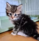 サイベリアン【愛知県・女の子・2025年6月4日・ブラウンクラシックタビー&ホワイト】の写真7