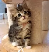 サイベリアン【愛知県・女の子・2025年6月4日・ブラウンクラシックタビー&ホワイト】の写真6