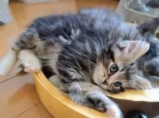 サイベリアン【愛知県・女の子・2025年6月4日・ブラウンクラシックタビー&ホワイト】の写真5