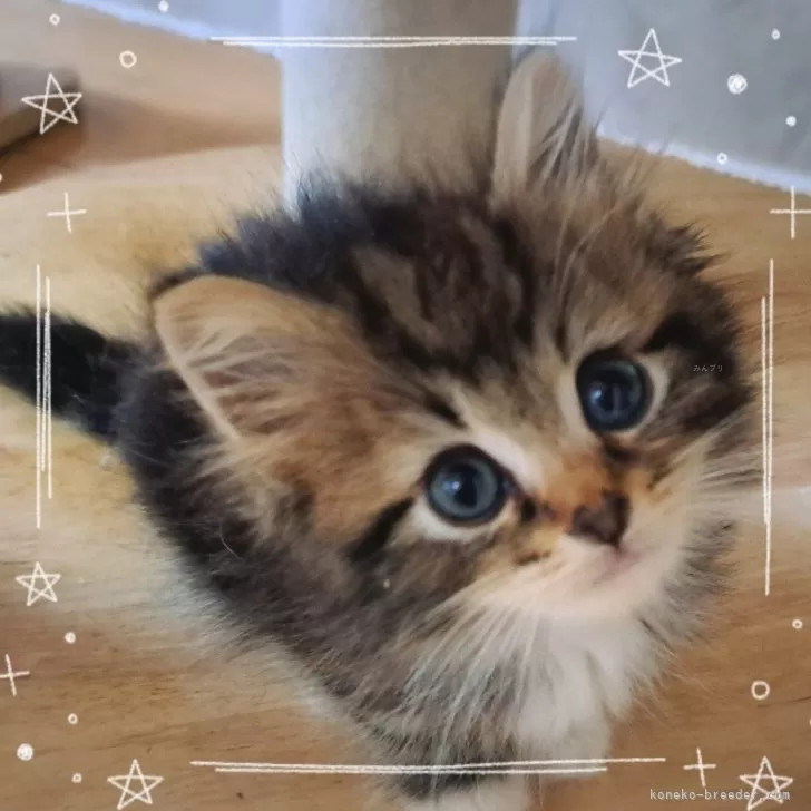 ID:2507-03085の子猫