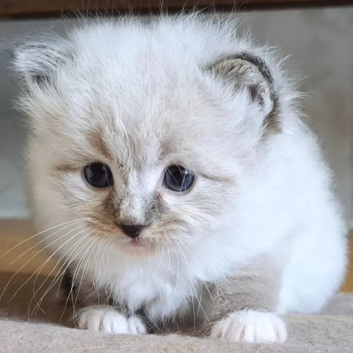 ID:2504-00966の子猫