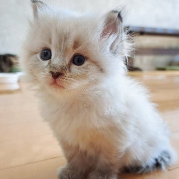 サイベリアン【愛知県・男の子・2025年10月22日・シールリンクスポイント】の写真「ふんわりもふもふ癒し系男子✨️」