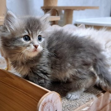 サイベリアン【愛知県・女の子・2025年2月9日・ブルータビー】の写真「甘々スリスリな女の子💕」