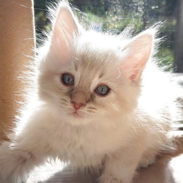 サイベリアン【愛知県・女の子・2025年9月16日・ブルーリンクスポイント&ホワイト】の写真「ふわふわの美にゃんこさん💕」