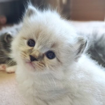 サイベリアン【愛知県・女の子・2025年3月13日・シールリンクスポイント】の写真「丸こいもっふりちゃん💕」