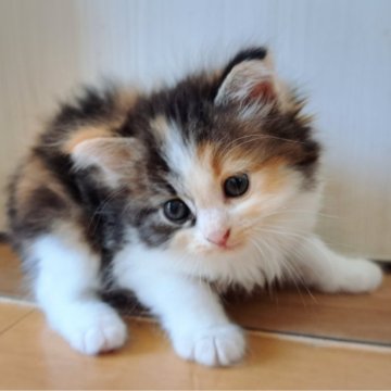 サイベリアン【愛知県・女の子・2025年8月12日・キャリコ】の写真「ふわふわの綺麗な三毛ちゃん🩷」
