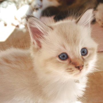 サイベリアン【愛知県・男の子・2025年9月16日・シールリンクスポイント&ホワイト】の写真「おっとり癒し系男子🍀」