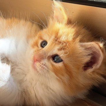 サイベリアン【愛知県・男の子・2025年10月20日・レッドタビー&ホワイト】の写真「好奇心旺盛な男の子✨」