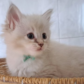 サイベリアン【愛知県・女の子・2025年9月16日・ブルーリンクスポイント&ホワイト】の写真「ふわふわの美にゃんこさん💕」