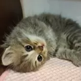 サイベリアン