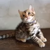 ベンガル