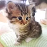 サイベリアン