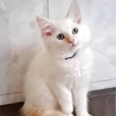 サイベリアン