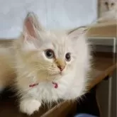 サイベリアン