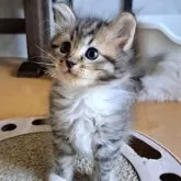 サイベリアン【愛知県・男の子・2025年5月31日・ブラウンタビー&ホワイト】の写真2