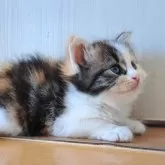 サイベリアン【愛知県・女の子・2025年8月12日・キャリコ】の写真9