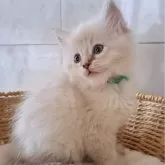 サイベリアン【愛知県・女の子・2025年9月16日・ブルーリンクスポイント&ホワイト】の写真2