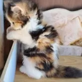 サイベリアン【愛知県・女の子・2025年8月12日・キャリコ】の写真10