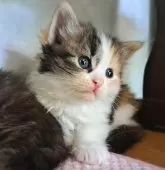 サイベリアン【愛知県・女の子・2025年8月12日・キャリコ】の写真11