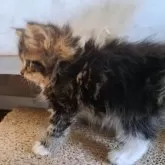 サイベリアン【愛知県・女の子・2025年6月4日・ブラウンクラシックタビー&ホワイト】の写真15