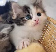 サイベリアン【愛知県・女の子・2025年8月12日・キャリコ】の写真6