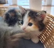 サイベリアン【愛知県・女の子・2025年8月12日・キャリコ】の写真7