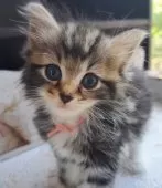 サイベリアン【愛知県・女の子・2025年6月4日・ブラウンクラシックタビー&ホワイト】の写真9