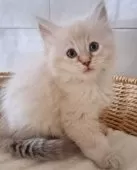 サイベリアン【愛知県・女の子・2025年9月16日・ブルーリンクスポイント&ホワイト】の写真8