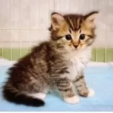 サイベリアン【愛知県・男の子・2025年5月31日・ブラウンタビー&ホワイト】の写真8