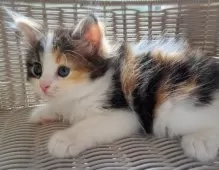 サイベリアン【愛知県・女の子・2025年8月12日・キャリコ】の写真2