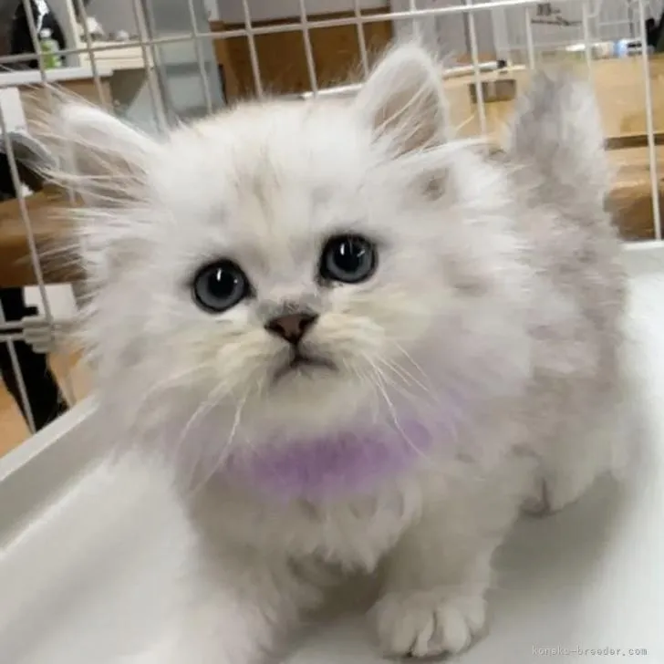 ID：2210-02458の子猫