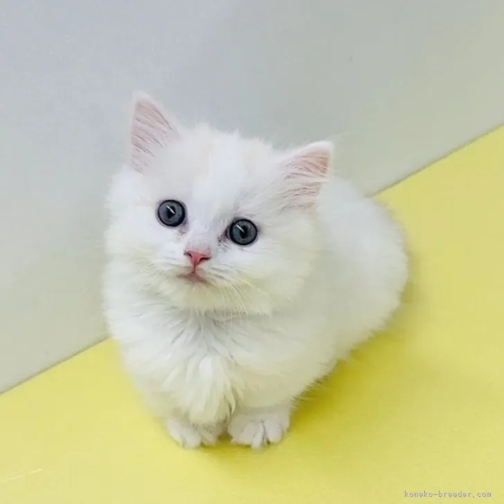 ID：2304-01607の子猫