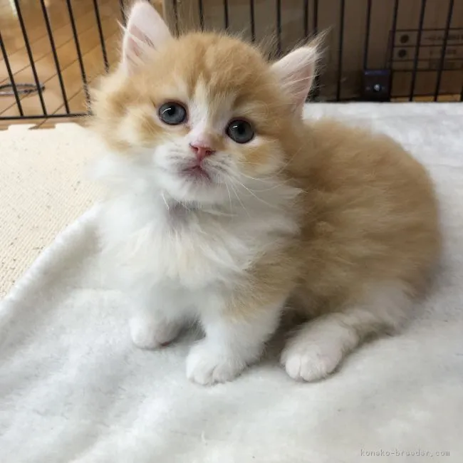 ID:1809-01183の子猫