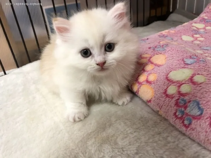 ID:1805-00637の子猫