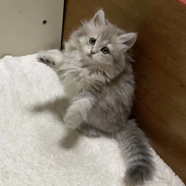 ID:2108-00376の子猫