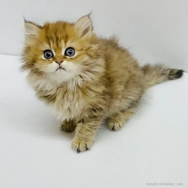 ID:2203-01063の子猫