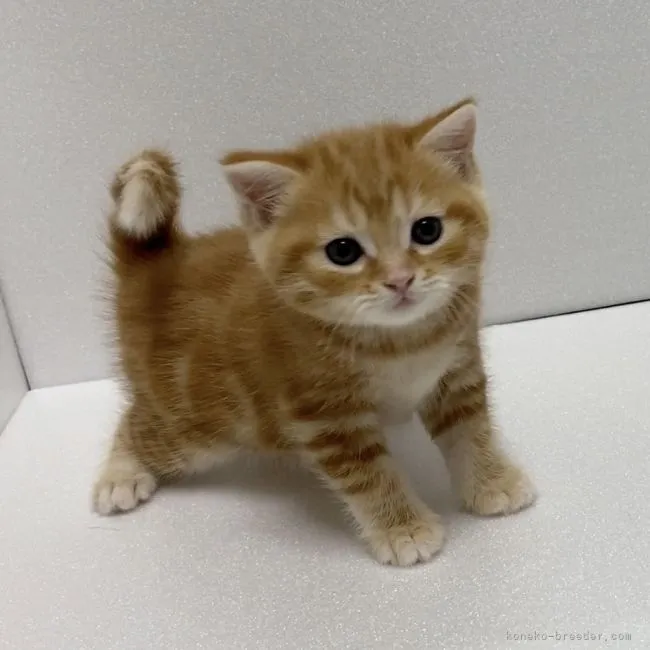 ID：2112-01137の子猫