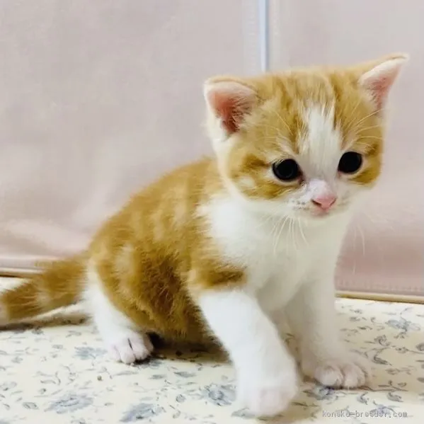 ID：2011-00795の子猫