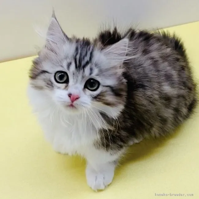 ID：2204-01134の子猫